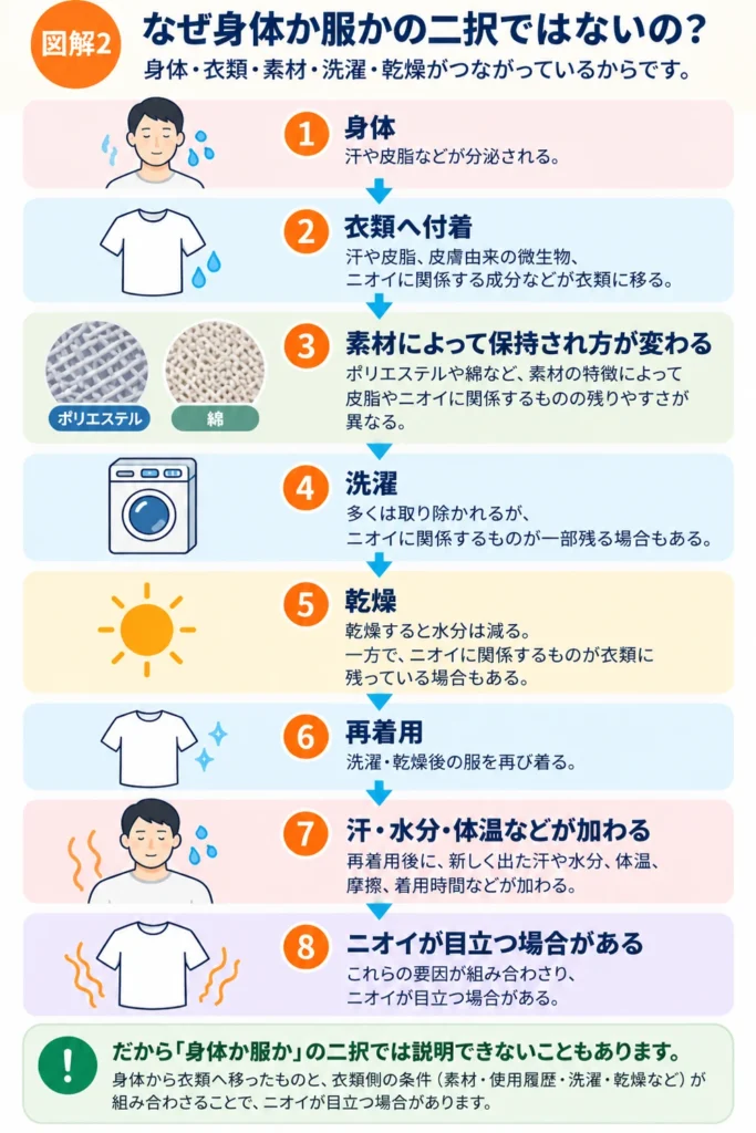 身体から衣類へ汗や皮脂などが移り素材・洗濯・乾燥・再着用など複数の条件が重なってニオイが目立つ流れ
